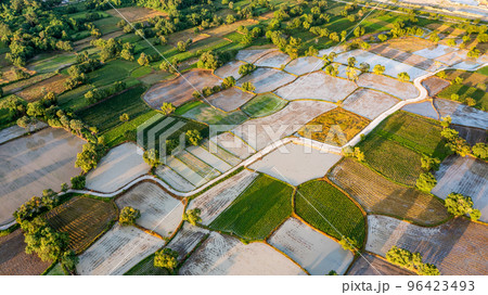 Ta Pa rice fields are beautiful in the morning Ta Pa rice fields are beautiful in the morning 96423493