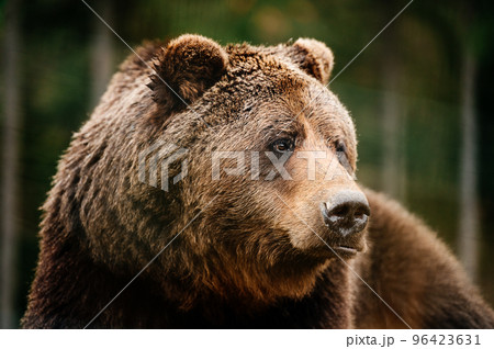 Big brown bear inhabitant of the Carpathians, resting bear, big paws and claws. Big brown bear inhabitant of the Carpathians, resting bear, big paws and claws. 96423631