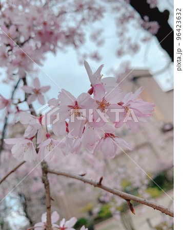 可愛く色ずくピンクの桜 96423632