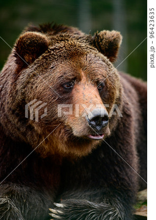 Brown bear is a wild and dangerous animal, resting after a walk. 96423635