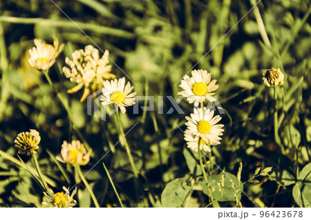 Amazingly beautiful daisies on the background of green grass in the garden with warm toning 96423678