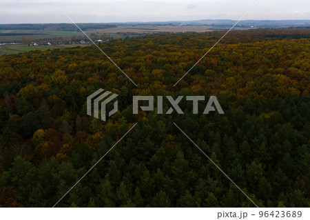 Photo of the forest taken by a drone, a beautiful autumn landscape of deciduous forest in the Ternopil region of Ukraine. 96423689