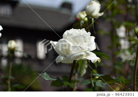 洋館を背景に咲く白いバラ 洋館を背景に咲く白いバラ 96423931