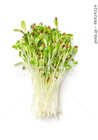 Bunch of alfalfa microgreens. Fresh and ready-to-eat lucerne seedlings, shoots, cotyledons and young plants of Medicago sativa. A legume, used as forage crop, as a garnish or as a leaf vegetable. 96424324