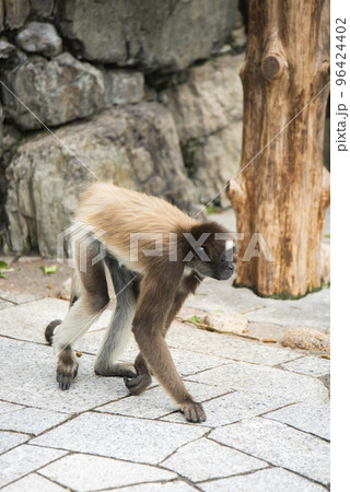 東京　江戸川区自然動物園　ブラウンケナガクモザル 96424402