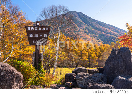 《栃木県》秋の奥日光三本松園地・紅葉のカラ松 96424552