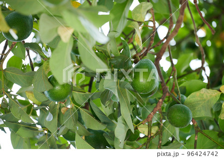Green avocado on tree plant 96424742