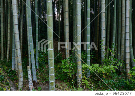 竹林 竹林 96425077