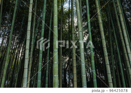 竹林 竹林 96425078