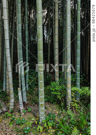 竹林 竹林 96425079