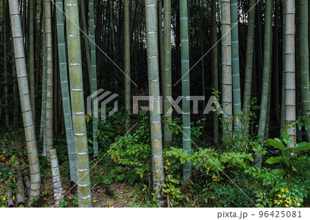 竹林 竹林 96425081
