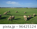牧場で牧草を楽しむ羊たち 96425124