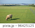 北海道の広大な牧草地にいる羊 96425125