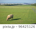 北海道の広大な牧草地で芝生を食べる羊 96425126