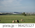 北海道の広大な牧草地で芝生を食べる羊と札幌ドーム 96425127