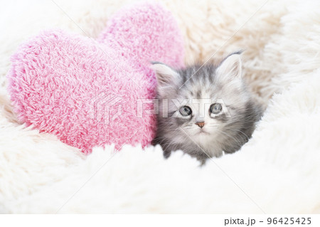 フカフカのベッドに入ったメインクーンの子猫 フカフカのベッドに入ったメインクーンの子猫 96425425