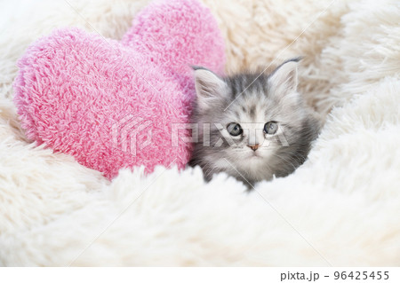 フカフカのベッドに入ったメインクーンの子猫 96425455