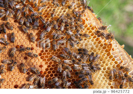 Working bees in a hive on honeycomb. Bees inside hive with sealed and open cells for their young.. Working bees in a hive on honeycomb. Bees inside hive with sealed and open cells for their young.. 96425772
