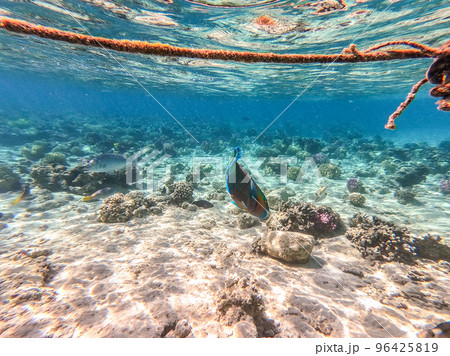 Close up view of Hipposcarus longiceps or Longnose Parrotfish (Hipposcarus Harid) at coral reef.. Close up view of Hipposcarus longiceps or Longnose Parrotfish (Hipposcarus Harid) at coral reef.. 96425819