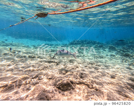 Spangled Emperor fish (Lethrinus Nebulosus) on his coral reef in the Red Sea, Egypt.. Spangled Emperor fish (Lethrinus Nebulosus) on his coral reef in the Red Sea, Egypt.. 96425820