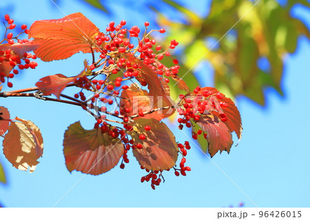 ガマズミの赤い実 96426015
