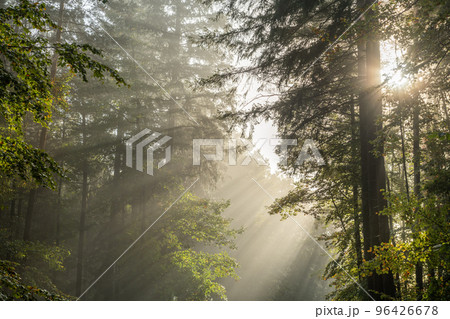 Rays of sunlight through the fog in a mountain forest in autumn. 96426678