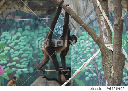東京 江戸川区自然動物園 ジェフロイクモザル 東京 江戸川区自然動物園 ジェフロイクモザル 96426902