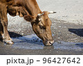 Cow drinks water on the road in the countryside 96427642