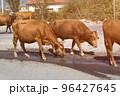 Cows drinks water on the road in the countryside 96427645