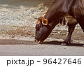 Cow drinks water on the road in the countryside 96427646