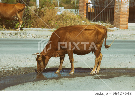 Cow drinks water on the road in the countryside Cow drinks water on the road in the countryside 96427648