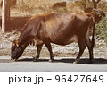 Cow drinks water on the road in the countryside 96427649