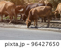 Cows drinks water on the road in the countryside 96427650