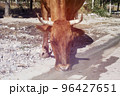 Cow drinks water on the road in the countryside 96427651
