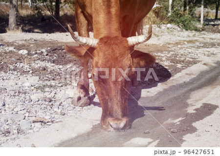 Cow drinks water on the road in the countryside Cow drinks water on the road in the countryside 96427651