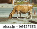 Cow drinks water on the road in the countryside 96427653