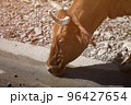 Cow drinks water on the road in the countryside 96427654