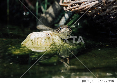 Close up of a Grass snake taking a swim 96427946
