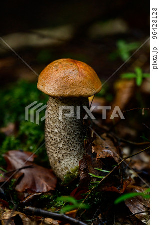 One Leccinum mushroom growing in the forest, Young autumn red mushroom. One Leccinum mushroom growing in the forest, Young autumn red mushroom. 96428128