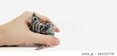 a human in his hands holds a cockatiel parrot chick on a white background, a banner a human in his hands holds a cockatiel parrot chick on a white background, a banner 96428758