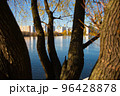 trees near the Moscow river 96428878