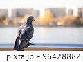 Pigeon near river houses 96428882