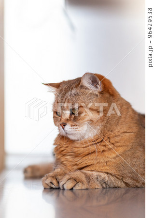 A beautiful cat lies on the table at home and looks at the camera, then away. Cat close-up A beautiful cat lies on the table at home and looks at the camera, then away. Cat close-up 96429538