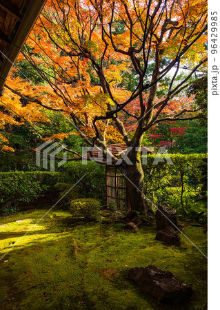 京都洛西の秋 紅葉の桂春院 侘の庭 京都洛西の秋 紅葉の桂春院 侘の庭 96429985