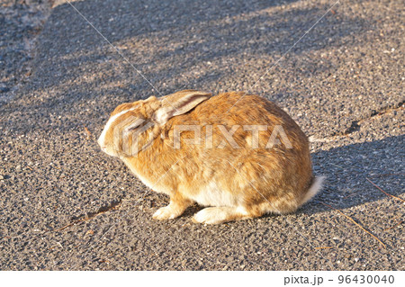 【大久野島のうさぎ (うさぎの島】 広島県竹原市忠海町 96430040