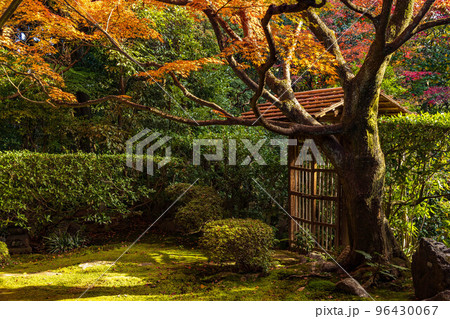 京都洛西の秋 紅葉の桂春院 侘の庭 京都洛西の秋 紅葉の桂春院 侘の庭 96430067