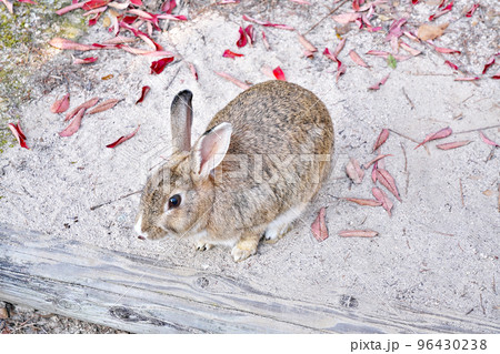 【大久野島のうさぎ (うさぎの島】 広島県竹原市忠海町 96430238
