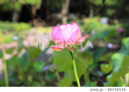 ハスの花 ハスの花 96430536