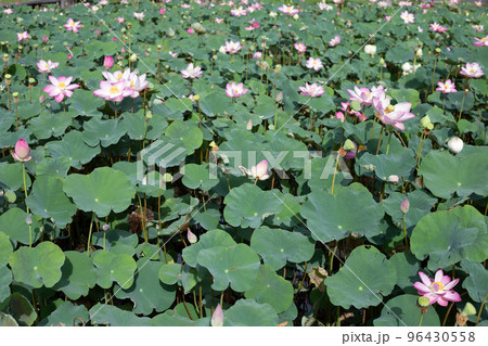 Pink lotus flower blooming in pond with green leaves Pink lotus flower blooming in pond with green leaves 96430558