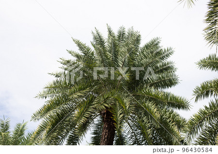 Date palm with blue sky Date palm with blue sky 96430584